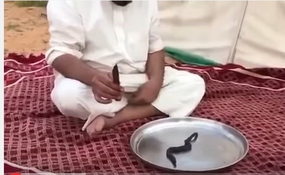 بالفيديو .. سعودي يشوي "حيه" ثم ياكلها بتلذذ مع اصدقائه!