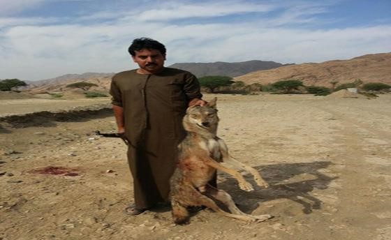 بالصور.. ذئب يهاجم طفلاً عمره عامان بإحدى قرى المدينة المنورة .. وسعودي يتتبعه ويقتله