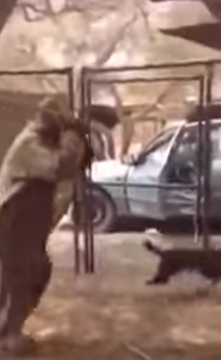 بالفيديو.. رجل يضرب كلبًا حتى الموت يثير استياء واسعًا