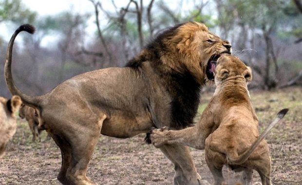 شاهد .. صراع دموي بين أسد وأنثاه.. تعرف على النتيجة