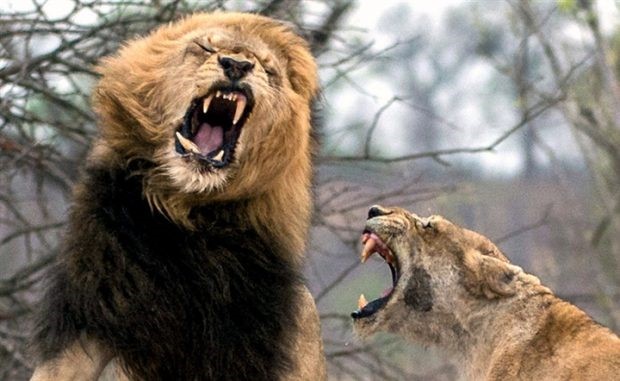 شاهد .. صراع دموي بين أسد وأنثاه.. تعرف على النتيجة