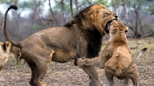 شاهد .. صراع دموي بين أسد وأنثاه.. تعرف على النتيجة