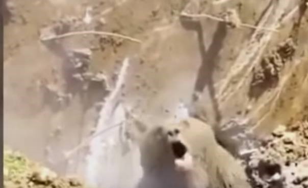بالفيديو.. عمال يوقظون دباً قطبياً من سباته الشتوي