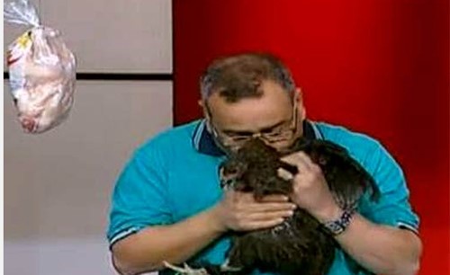 بالفيديو.. مذيع مصري يحضن دجاجة ويُقبلها على الهواء!