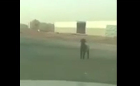 بالفيديو.. هروب خروف من صاحبه على الطريق السريع والمارة يتسابقون للإمساك به
