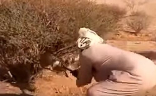 بالفيديو.. سعودي ينقذ ثعلبًا علق في شجرة ثم ينظفه من الاشواك