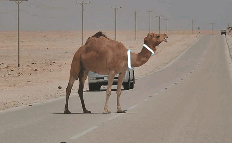  تطبيق آخر لاستخدام تلك المادة لتجنب حوادث الجمال على الطرق السريعة ليلا﻿