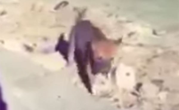 بالفيديو.. شاب يُنقذ كلبا من داخل بئر.. شاهد ردة فعله تجاهه بعد إنقاذه