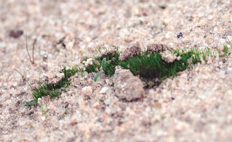 نبات حولي يظهر بعد سقوط الامطار﻿