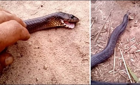 بالفيديو.. لقطات غريبة لثعبان يتظاهر بالموت