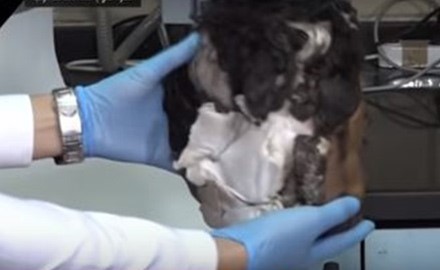 فيديو مروع .. إعلامي مصري يعرض رأس منفذ تفجير الكاتدرائية على الهواء