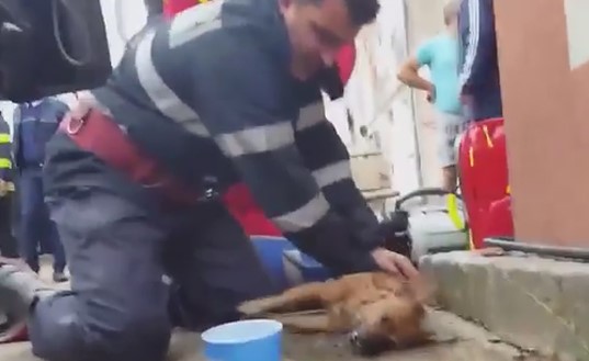 بالفيديو.. رجل إطفاء يجري تنفساً اصطناعياً لكلب لإنقاذ حياته