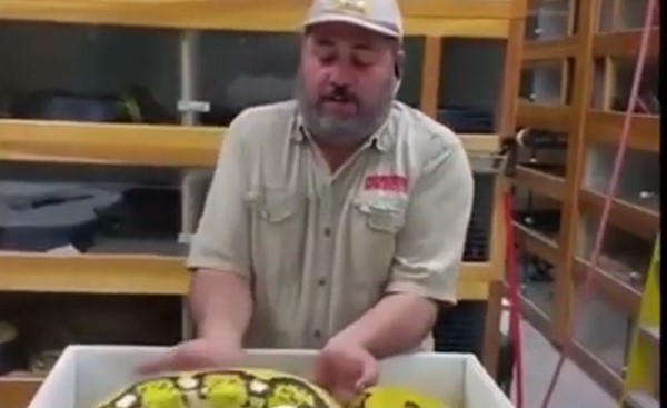 بالفيديو .. أفعى ضخمة تهاجم رجلا حاول أخذ "بيضها"!