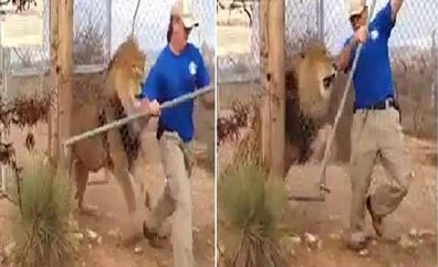 فيديو طريف.. حارس يفرّ خائفاً من زئير أسد