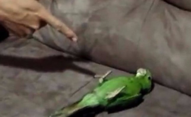 بالفيديو..  ببغاء يمتلك موهبة نادرة يمثل دور الميت