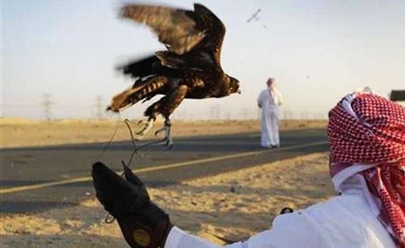 قافلة صيد إماراتية تتعرض لإطلاق نار في باكستان.. والسبب "الحباري"