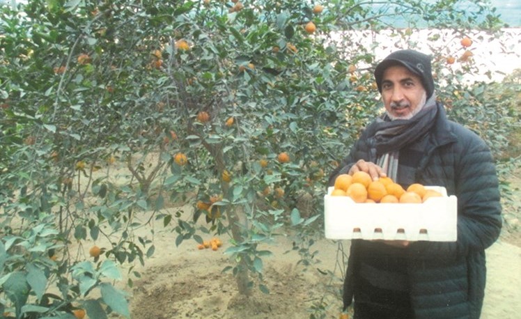 الثاقب: أرض الكويت تجود بأشهى أنواع الفواكه.. والإنتاج يتزايد