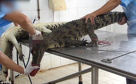 فيديو وحشي لعملية سلخ جلود تماسيح حية !