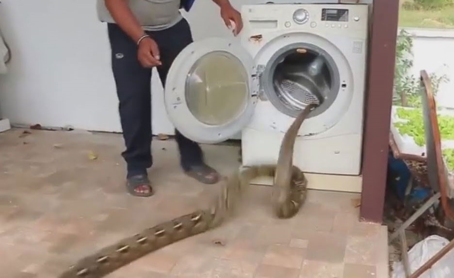 بالفيديو.. إخراج ثعبان ضخم من داخل غسالة