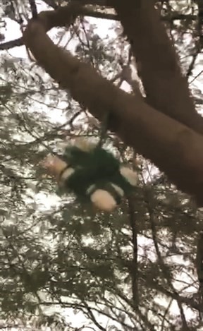 السحر كما بدا معلقا على الشجرة﻿