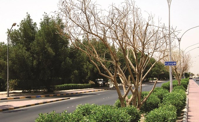 الأشجار المرتفعة تحجب الرؤية وتسبب الحوادث المرورية﻿