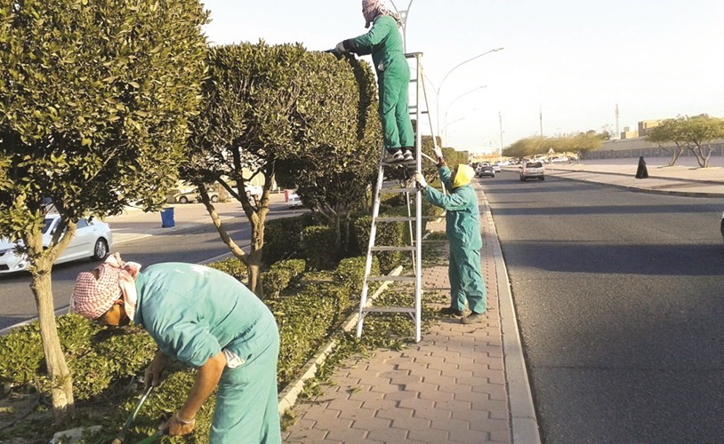 ضرورة تشذيب الاشجار بصفة دورية ﻿
