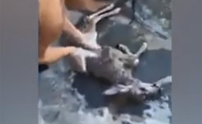 بالفيديو.. امرأة تعيد الحياة لغزال غرق في مسبح منزلها