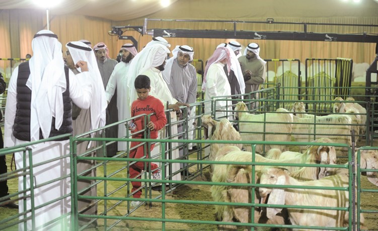 مسابقات الأغنام﻿
