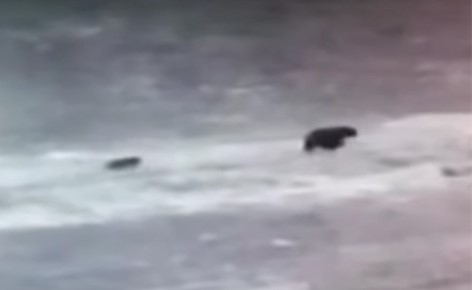 بالفيديو.. الدب السوري يظهر في لبنان للمرة الأولى بعد 60 عاماً