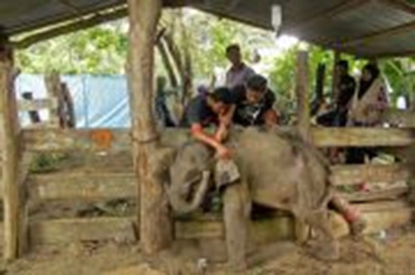 إنقاذ فيل صغير قرب حقل لزيت النخيل في اندونيسيا