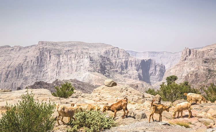 منتجع أنانتارا الجبل الأخضر.. صديق الغيم