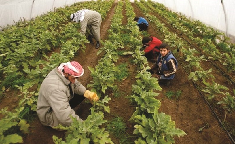 دعم المنتج المحلي يعزز من دور المزارع الكويتية في توفير الأمن الغذائي ﻿