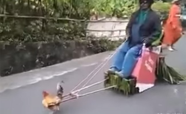 بالفيديو.. دجاجة تجر عربة كارو
