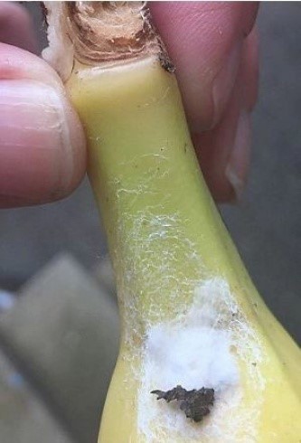 بالصور.. احذروا هذا الموز... يقتل الإنسان خلال ساعتين!