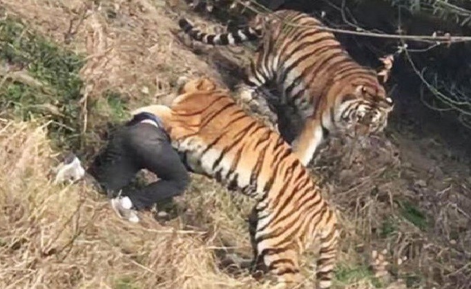 فيديو مروع ..  لحظة صراخ وعويل رجل يلتهمه نمر على مرأى من زوجته وابنته الطفلة