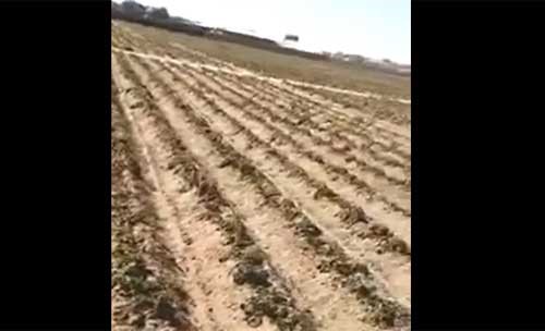 بالفيديو.. تلف الطماطم والبطاطا الحقلية في الوفرة والعبدلي بسبب البرد