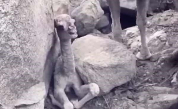 بالفيديو.. ناقة تستغيث بصياد سعودي لإنقاذ حوارها الصغير!