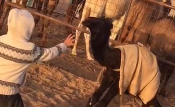 بالفيديو.. "حوار" وطفل يتراقصان في أحد المرابض في مشهد فرائحي