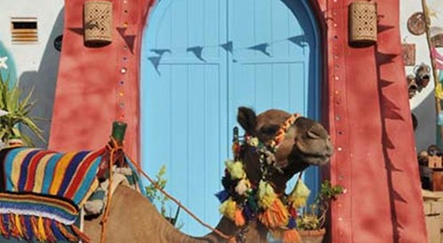 بالفيديو والصور .. «أناكاتو».. تجربة فريدة للحياة في بلاد الذهب