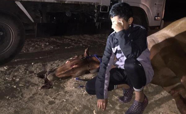 بالصور.. طفل يبكي فرسه الذي نفق في حادث مروري.. ومواطن سعودي يهديه حصاناً أصيلاً مواساةً له
