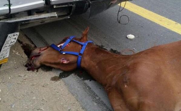 بالصور.. طفل يبكي فرسه الذي نفق في حادث مروري.. ومواطن سعودي يهديه حصاناً أصيلاً مواساةً له