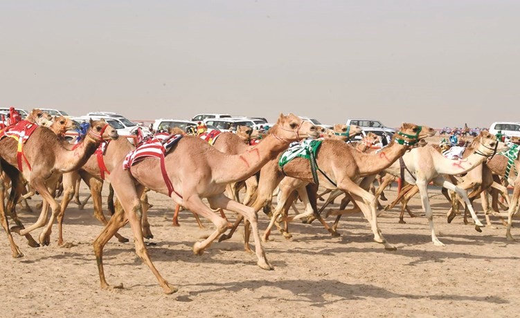 قوة في سباقات الهجن﻿