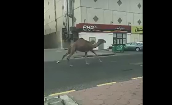 بالفيديو.. جمل يجري بالطريق العام بعد هروبه من صاحبه في مكة