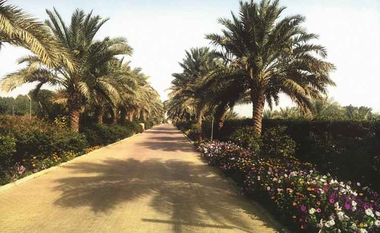 بداية مزهرة لموسم الربيع﻿