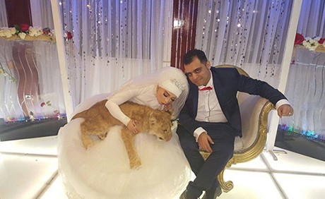 بالصور .. قبل أن يذبح لها القطة .. عروس مصرية تفاجئ عريسها " بأسد" في حفل الزفاف  !
