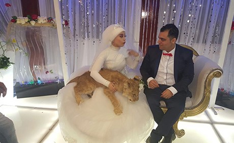 بالصور .. قبل أن يذبح لها القطة .. عروس مصرية تفاجئ عريسها " بأسد" في حفل الزفاف  !