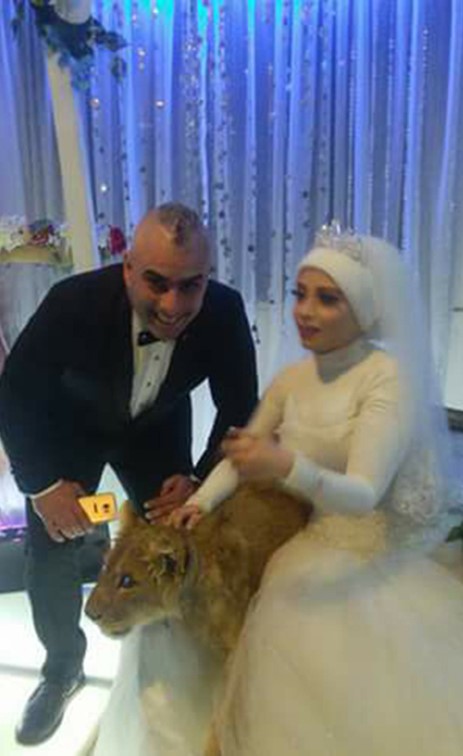 بالصور .. قبل أن يذبح لها القطة .. عروس مصرية تفاجئ عريسها " بأسد" في حفل الزفاف  !
