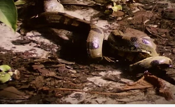 بالفيديو.. لحظة التهام أفعى أناكوندا عملاقة لتمساح ضخم