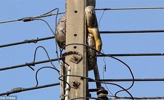 بالفيديو.. ثعبان على عمود للكهرباء يثير رعب السكان
