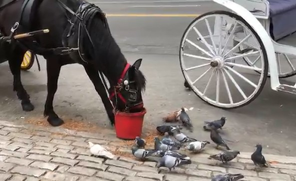 بالفيديو.. حصان ودود يطعم الحمائم في أحد شوارع نيويورك